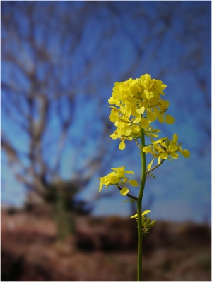 Lady's Bedstraw